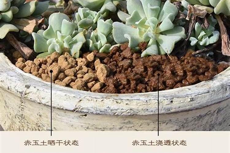 奥绿a2适应什么植物