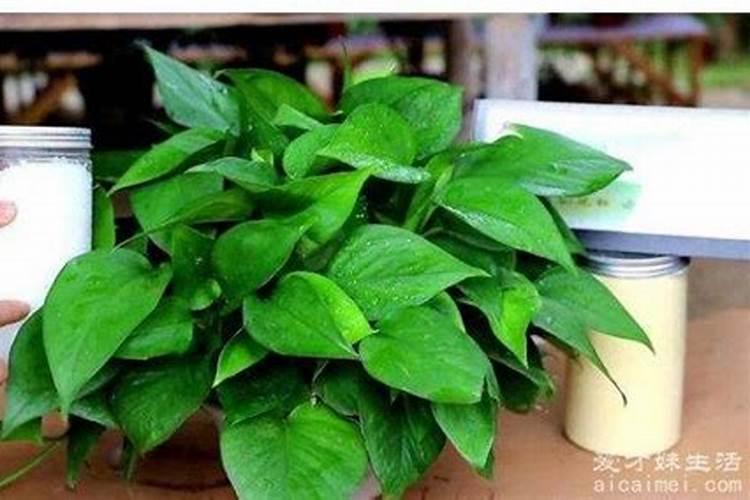 多肉植物怎么施肥,施什么肥