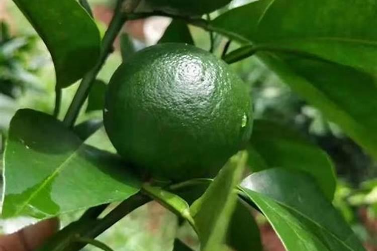 大豆田打尿素加芸苔素在加磷酸二氢钾可以吗？