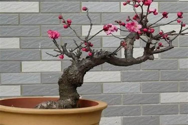 家有四种花的,记得经常喷喷水,越喷长得越好,叶子越精神