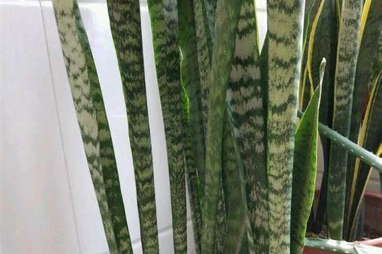 甘蔗施什么肥易长高长粗