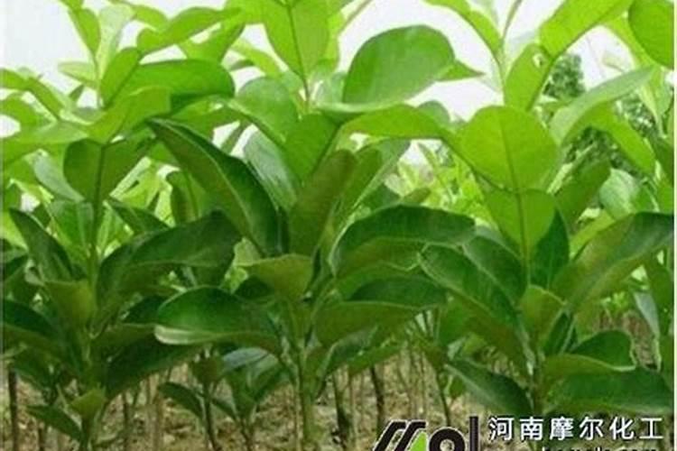 柚子开花期怎样施肥