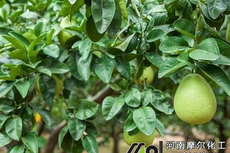 蜜柚花期要不要施肥