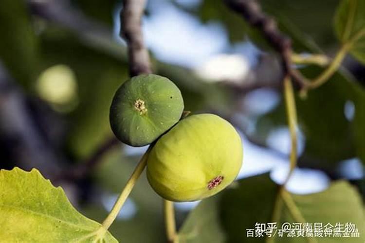 茄子心叶紧缩是啥原因 解决方法有哪些