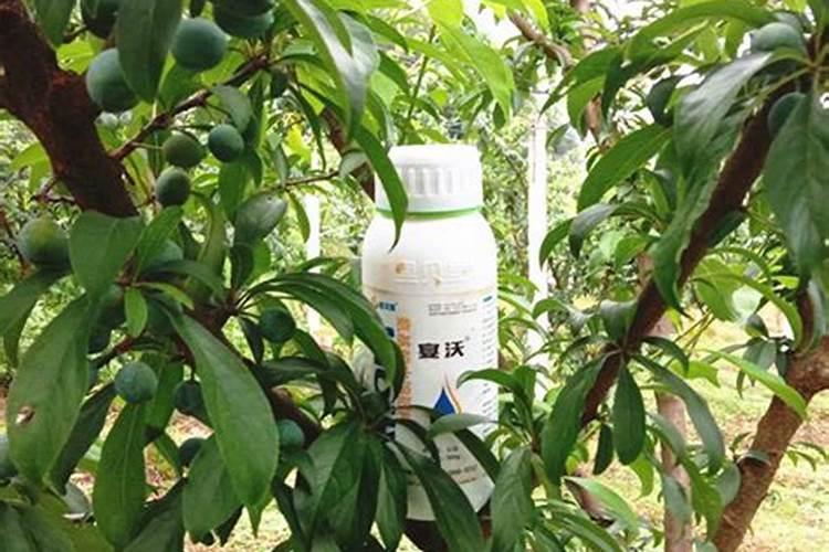花芽分化用什么叶面肥