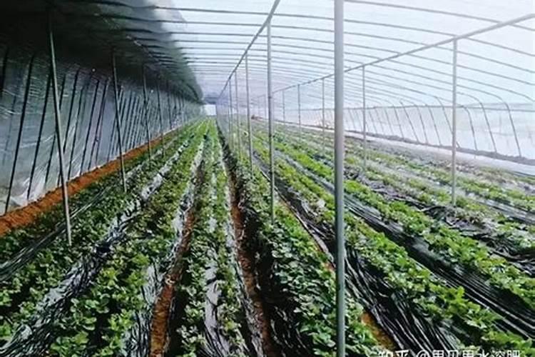 月季冬季施肥方法