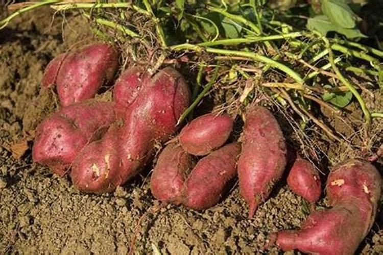 栽红薯用什么肥料最好