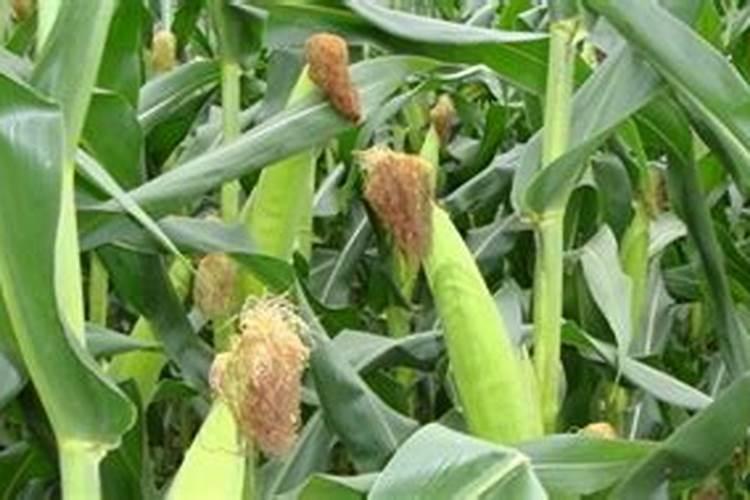 玉米苗三叶期受(24D.)除草剂药害如何救治？