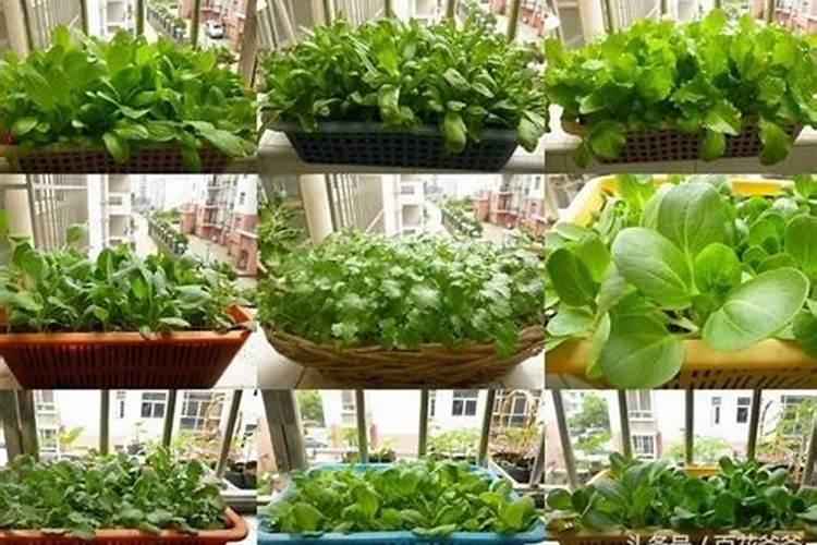 撒菜种子前需要撒化肥吗