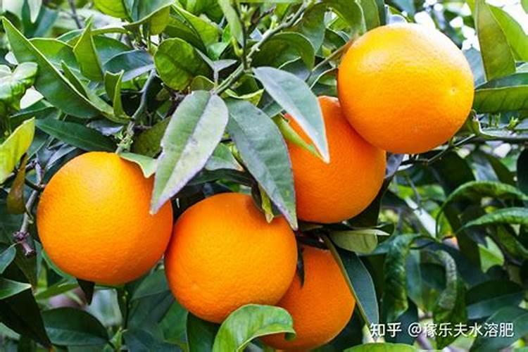 颗粒水溶肥一亩地用多少