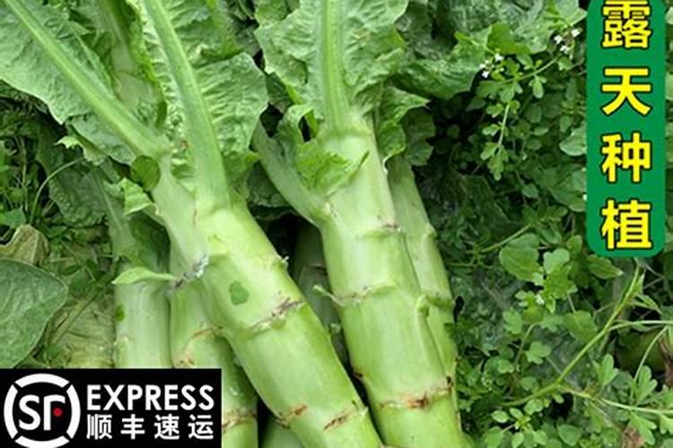 什么花肥开花最旺最香