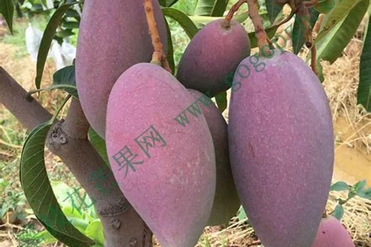 芒果花杆不红打什么药