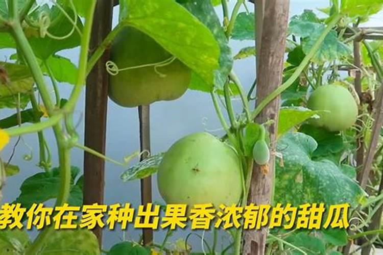 品椒8号栽培要点