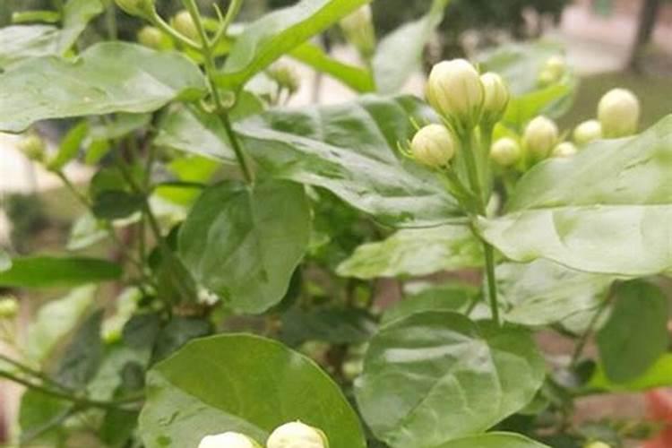 茉莉花施什么肥最好