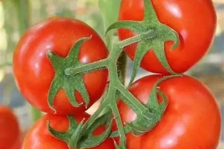 大棚西红柿定植后什么时候开始喷叶面肥？