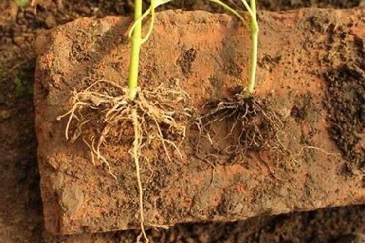 橘子皮是磷肥还是钾肥