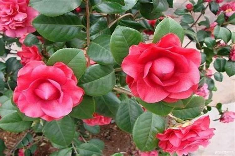 冷棚葡萄十一月份还用浇水吗？