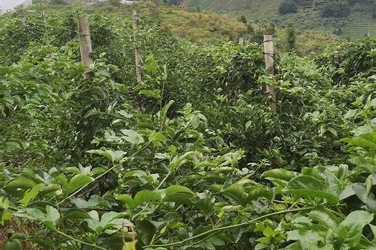 钾肥对果树能起什么作用