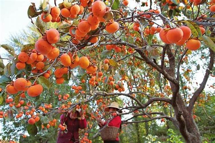 葡萄树移栽后多久发芽