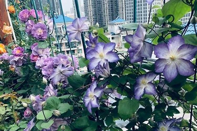 玉芙蓉菊盆栽养殖方法,盆栽芙蓉菊的养殖方法