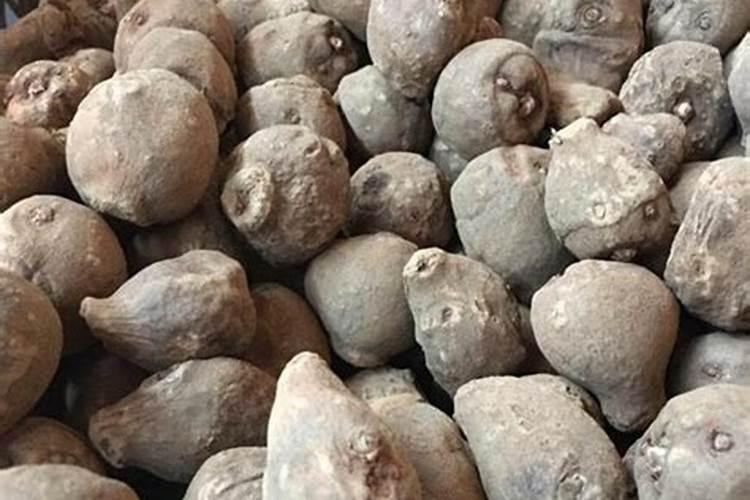 魔芋种植要用什么肥料不会烂？