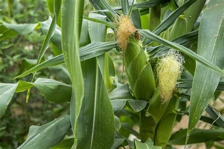 农业用几水硫酸锌最好