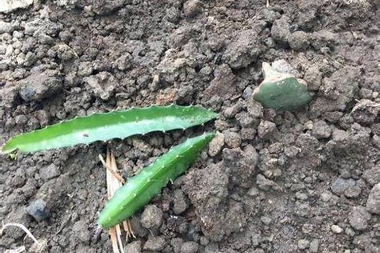 高氮水溶肥配方表