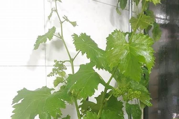 第一年葡萄小苗施什么肥(刚种葡萄苗用什么肥料长得快)