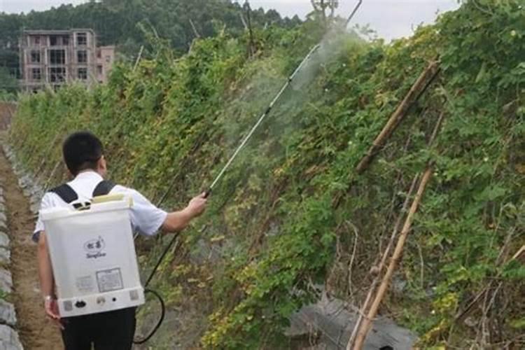 芭乐树怎么养？