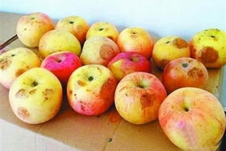 洋芋花什么时候开花 洋芋花什么季节开放