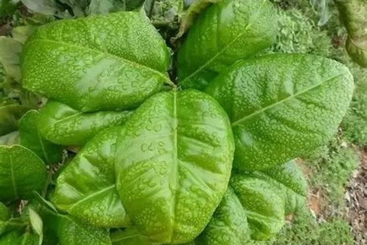 柑橘开花时期适合用啥肥料