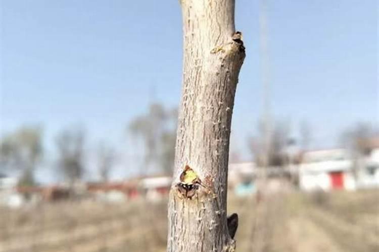 樱桃树移栽发芽后什么时间施肥合适？