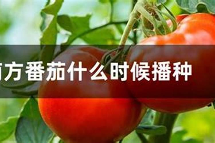 想要种出富硒蔬菜,用什么富硒肥效果好？