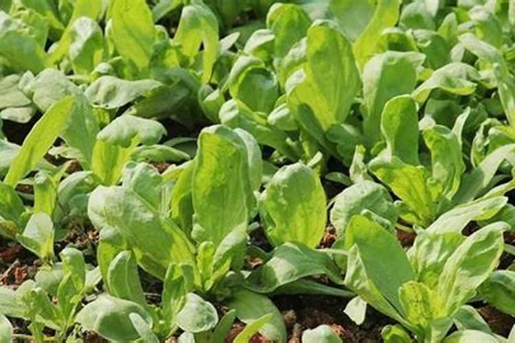 对于种植的叶菜而言,能不能把尿素当叶面肥用呢？