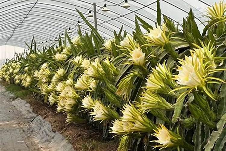 化肥脲甲醛是什么意思