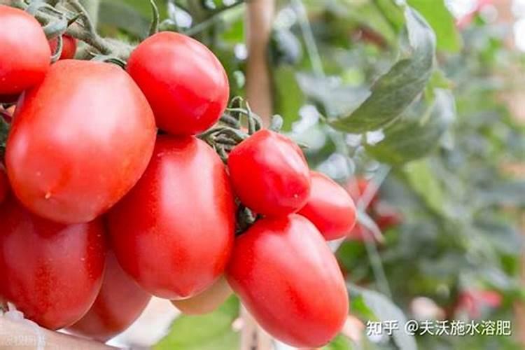 颗粒水溶肥巧棵力在什么作物上用效果好？