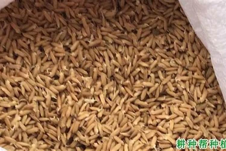 水稻田该如何施用硼肥