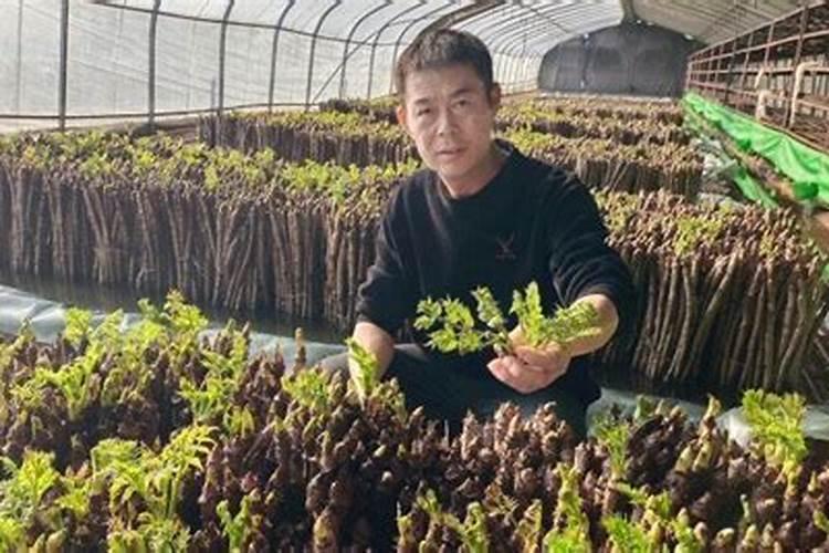 刺嫩芽的栽培方法