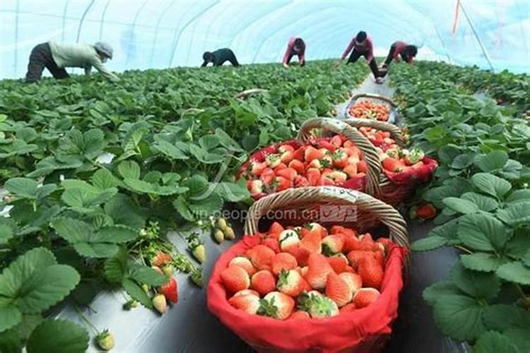 草莓用什么肥料减少畸形果,结果多？草莓专用叶面肥,大棚草莓温度管理