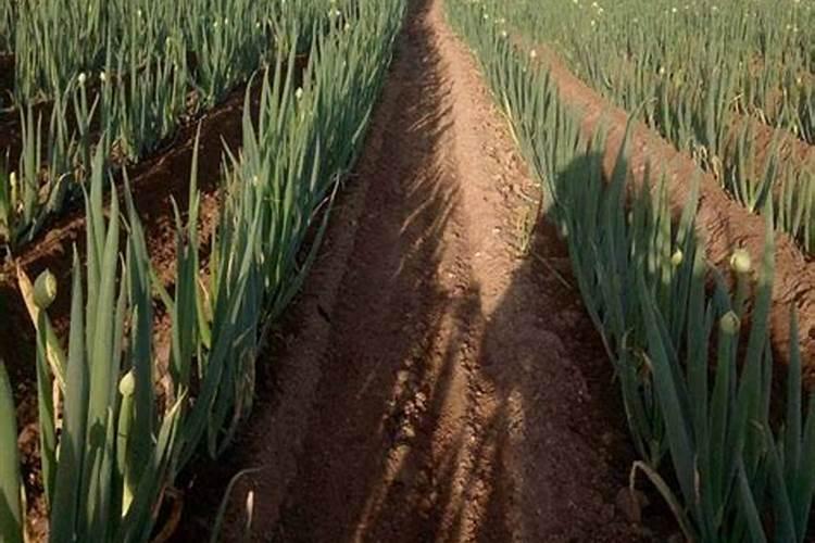 蓝目菊花谢后怎么处理