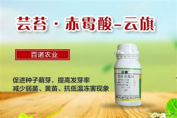 蓝目菊怎么打顶