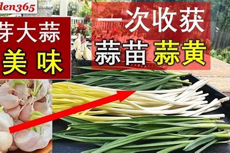 蒜苗种植施什么肥料才能提高产量？蒜苗的市场行情怎么样？