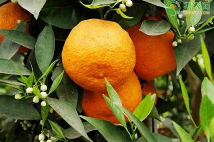 四川汉源黄果柑橘开花期可以施药吗？