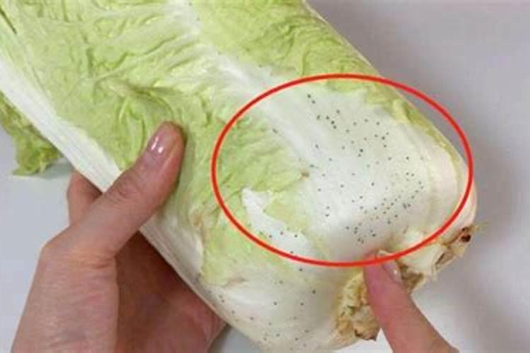 种了木耳菜怎么施肥？