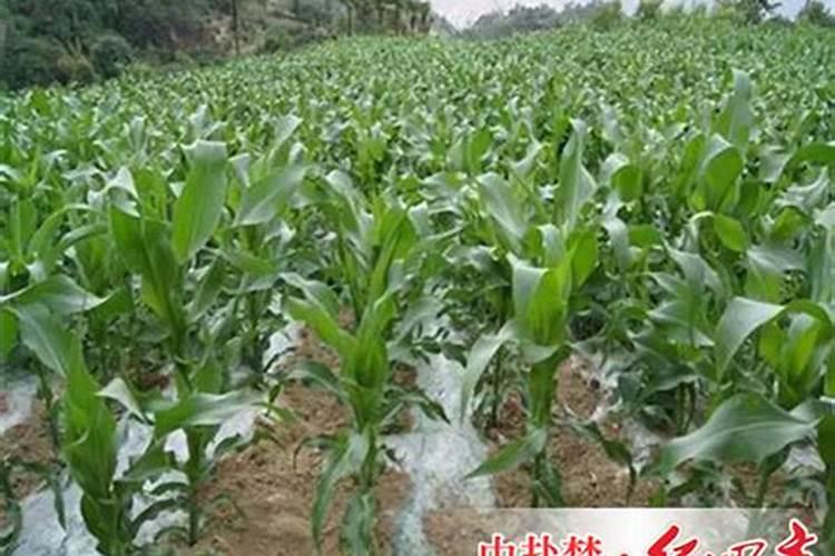 种红薯什么时候施肥 种红薯什么时间施肥利于生长