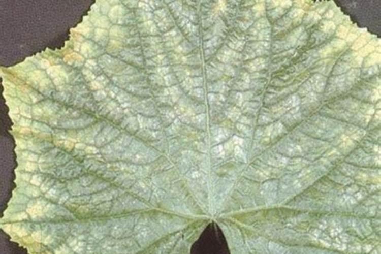 妮维雅深海海藻保湿精华水的上脸感受如何？