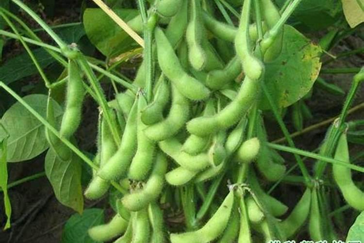 大姜几个芽小培土,大姜后期用什么肥料好