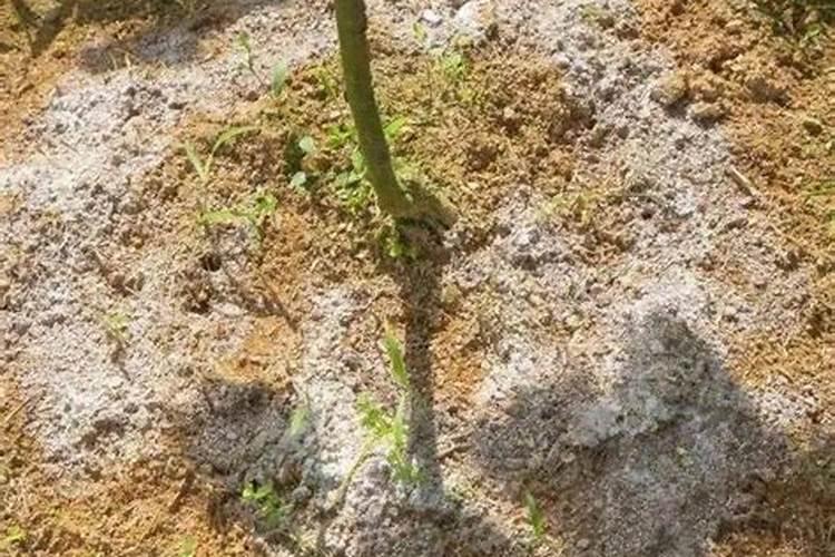 苹果树施钾肥正当时