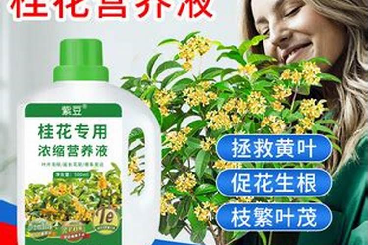 番薯的功效与作用