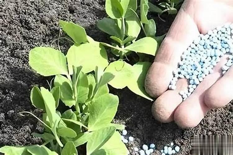 茶花鱼蛋白灌根最简单三个动作